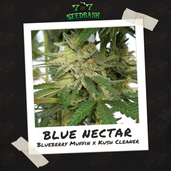 Blue Nectar by 707 Seedbank