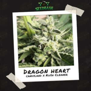 Dragon Heart by 707 Seed Bank