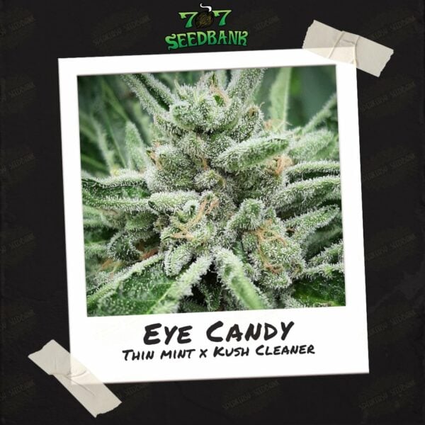 Eye Candy by 707 Seed Bank - Buy Seeds at Speakeasy Seed Bank