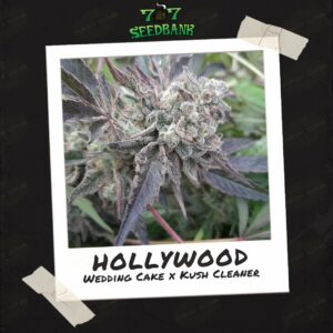 Hollywood by 707 Seed Bank