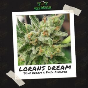 Loran's Dream by 707 Seed Bank