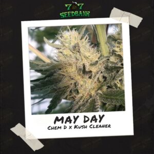 May Day by 707 Seed Bank