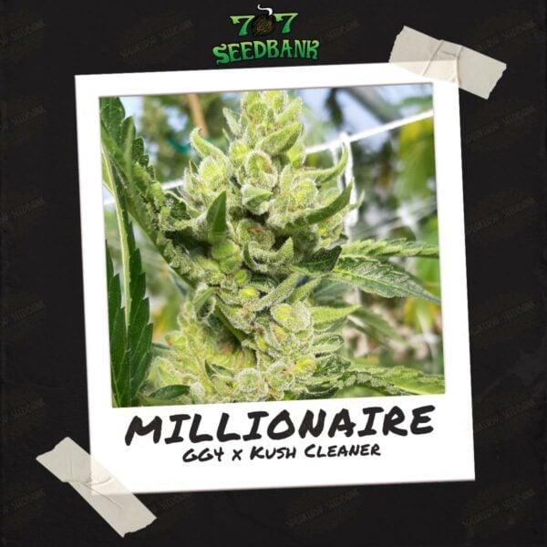 Millionaire - 707 Seedbank