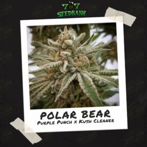 Polar Bear by 707 Seed Bank