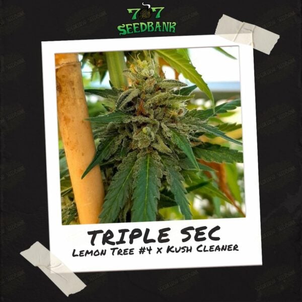 Triple Sec by 707 Seed Bank