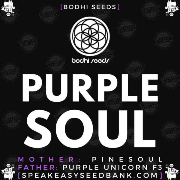 Speakeasy presents Purple Soul by Bodhi Seeds