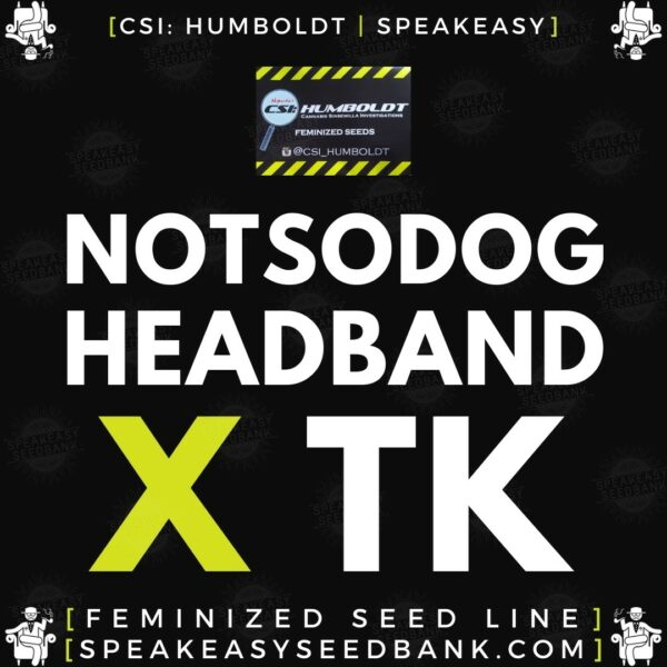 Speakeasy presents Notsodog Headband aka LA KUSH x Triangle Kush by CSI Humboldt
