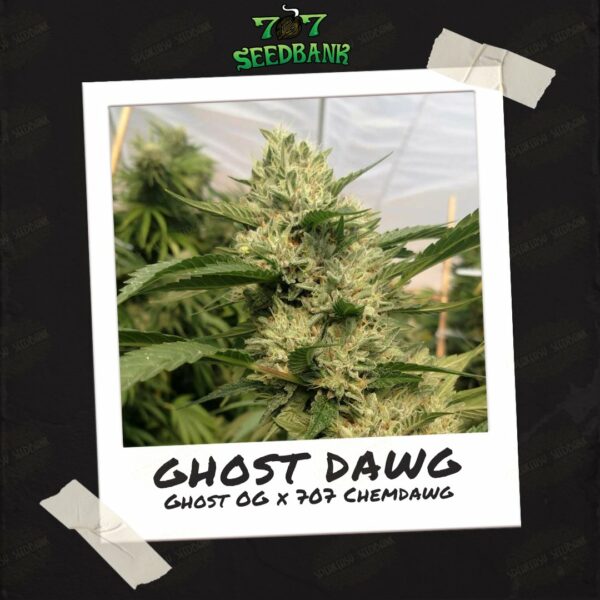 Ghost Dawg by 707 Seed Bank