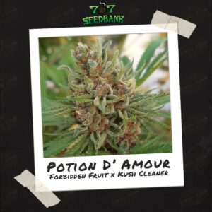 Potion D'Amour by 707 Seed Bank
