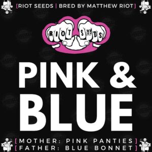 Speakeasy presents Pink and Blue by Riot Seed Co