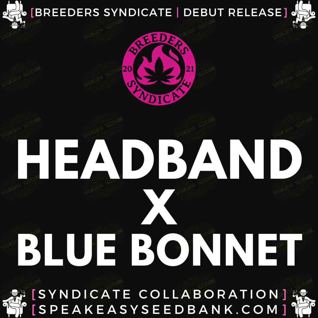 Speakeasy presents Headband x Blue Bonnet by Breeders Syndicate