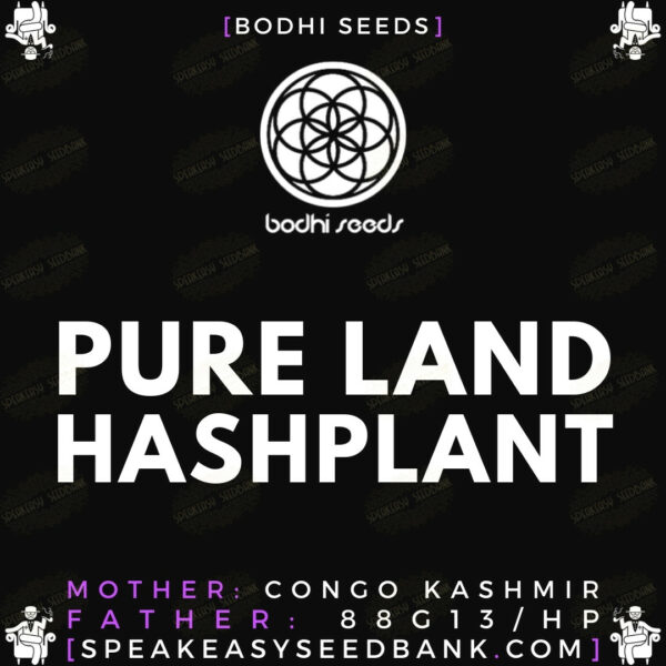 Speakeasy presents Pureland Hashplant