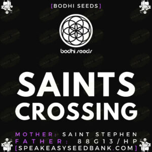 Bdohi Seeds presents Saints Crossing