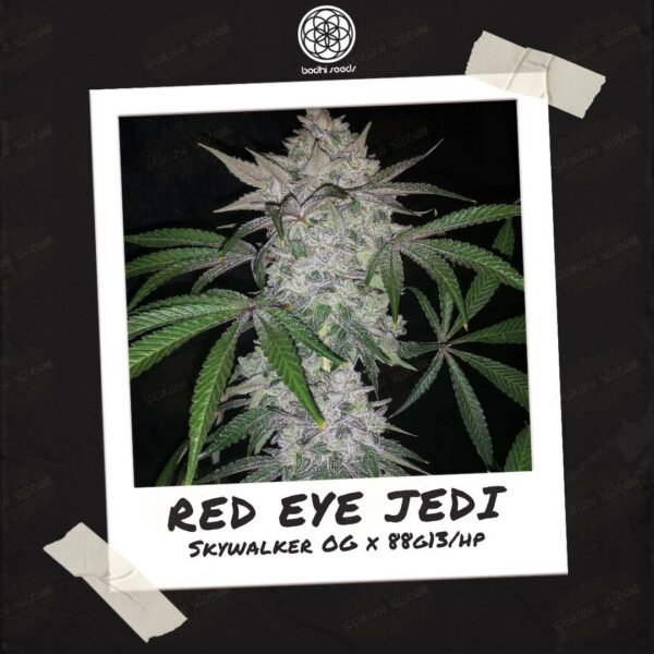 Red Eye Jedi by Bodhi Seeds