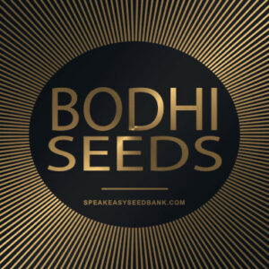 Bodhi Seeds*