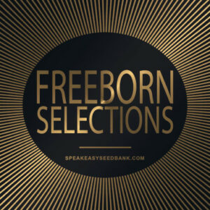 Freeborn Selections (Mean Gene From Mendocino)