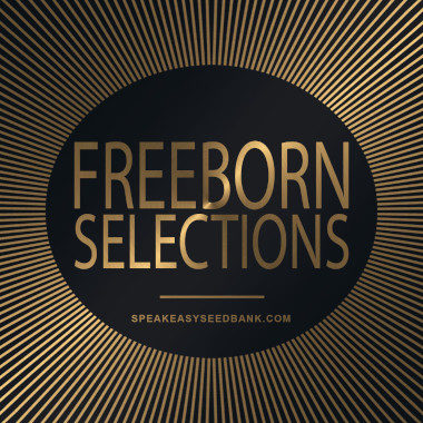 Speakeasy presents Freeborn Selections
