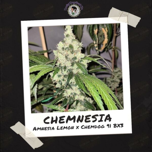 Chemnesia by Lucky Dog Seed Co