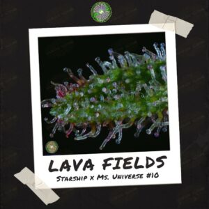 Lava Fields by Dynasty Genetics - Buy Seeds At Speakeasy Seed Bank (3)
