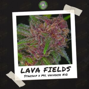Lava Fields by Dynasty Genetics