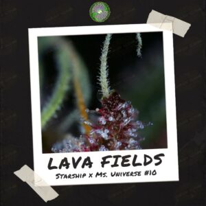 Lava Fields by Dynasty Genetics - Buy Seeds At Speakeasy Seed Bank (4)