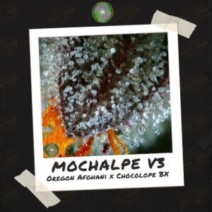 Mochalope V3 by Dynasty Genetics - Buy Seeds at Speaeasy Seed Bank (2)