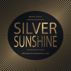 Bodhi Seeds presents Silver Sunshine
