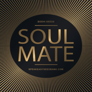 Bodhi Seeds presents Soul Mate