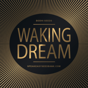 Bodhi Seeds presents Waking Dream