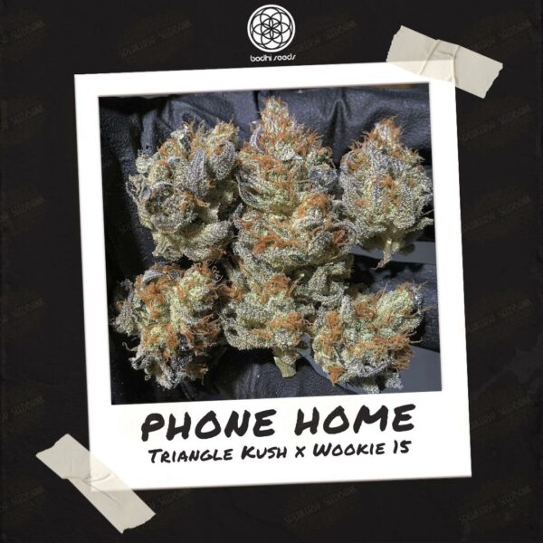Phone Home by Bodhi Seeds.