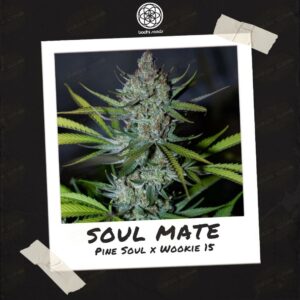 Soul Mate by Bodhi Seeds.