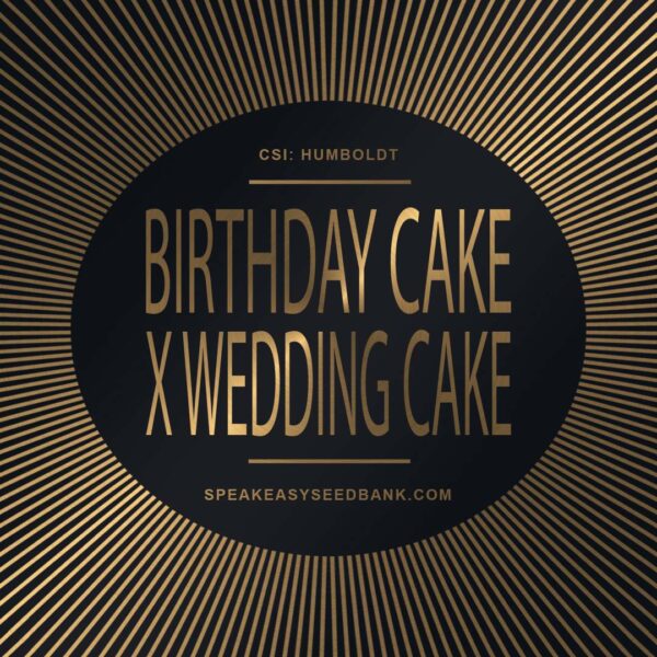Speakeasy presents Birthday Cake x Wedding Cake