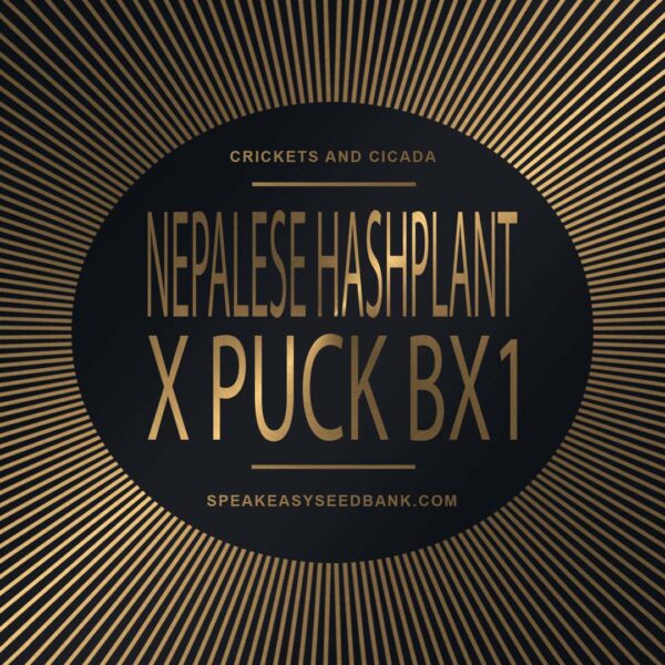 Speakeasy presents Nepalese Hashplant x Puck BC1