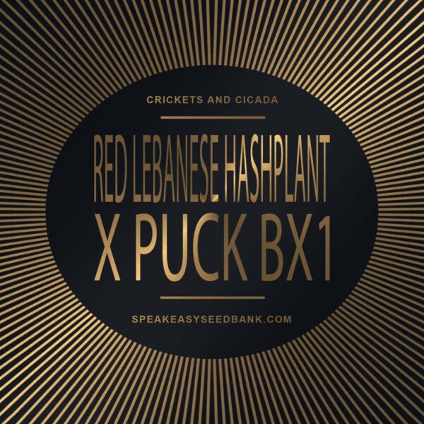 Speakeasy presents Red Lebanese Hashplant x Puck BC1