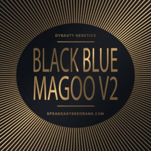 Dynasty Genetics presents Black Blue Magoo V2
