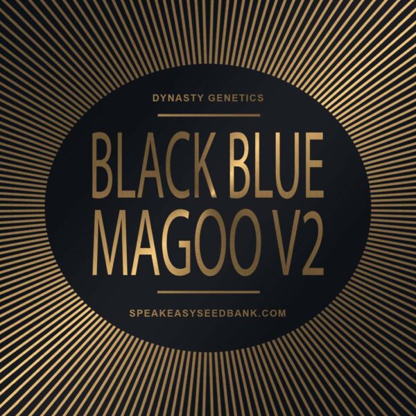 Dynasty Genetics presents Black Blue Magoo V2