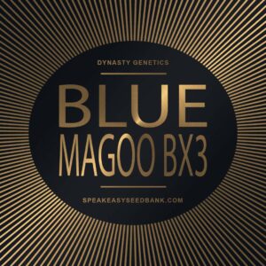 Speakeasy presents Blue Magoo BX3