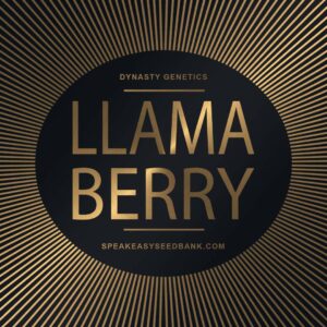 Speakeasy presents Llamaberry