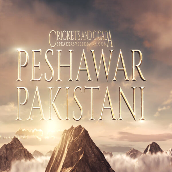 Crickets and Cicada present Peshawar Pakistani