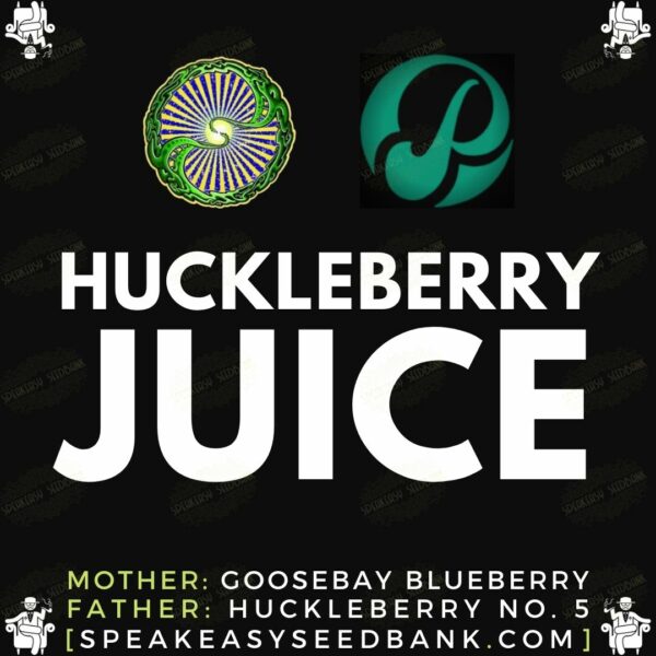 Dynasty Genetics presents Huckleberry Juice