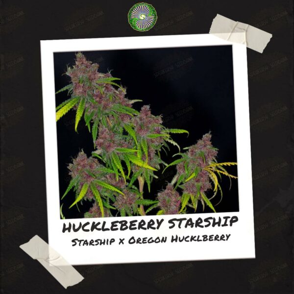Huckleberry Starship by Dynasty Genetics