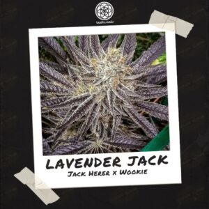 Lavender Jack by Bodhi Seeds.