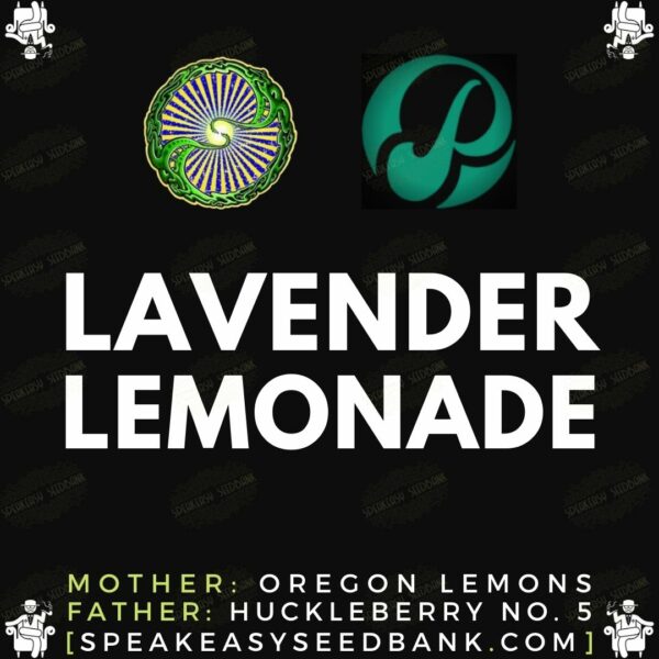Dynasty Genetics presents Lavender Lemonade