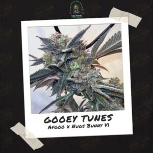 Gooey Tunes by Pheno Fisherman