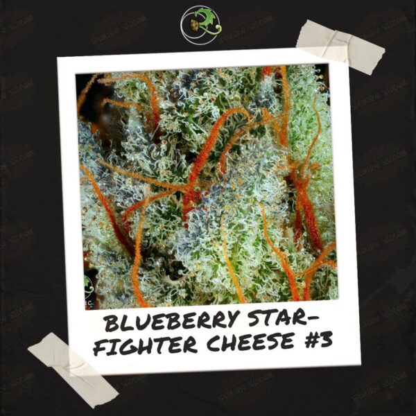 Blueberry Starfighter Cheese 3 by Relic Seeds
