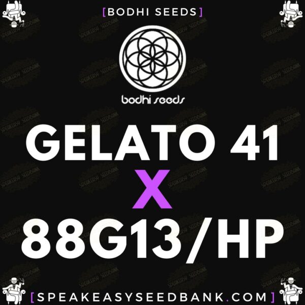 Gelato 41 x 88G13HP by Bodhi Seeds