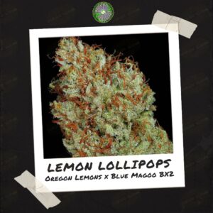 Lemon Lollipops by Dynasty Genetics
