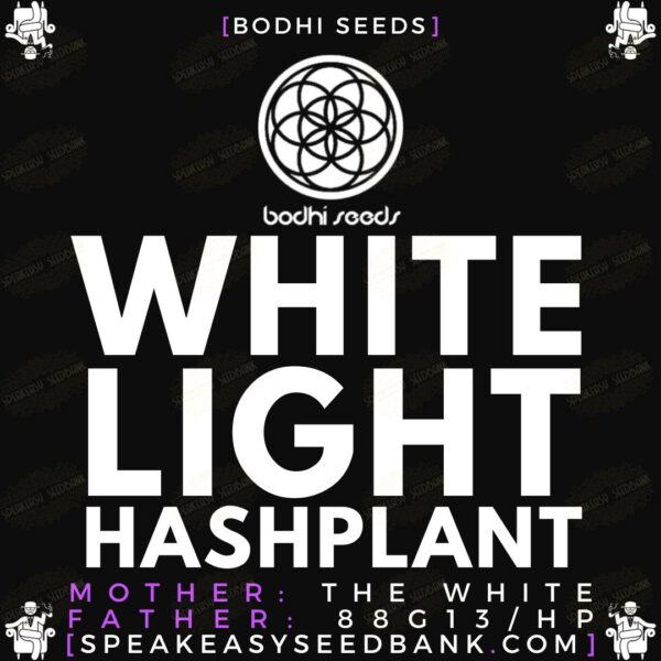 White Light Hashplant by Bodhi Seeds