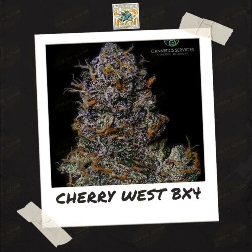 Cherry West BX4