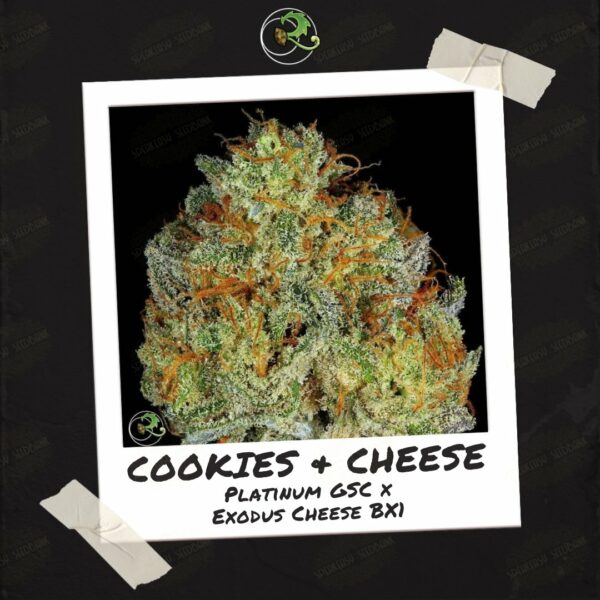 Cookies and Cheese by Relic Seeds